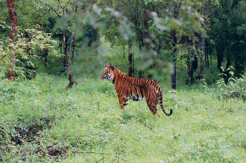 Bhadra Wildlife Sanctuary- Muthodi safari